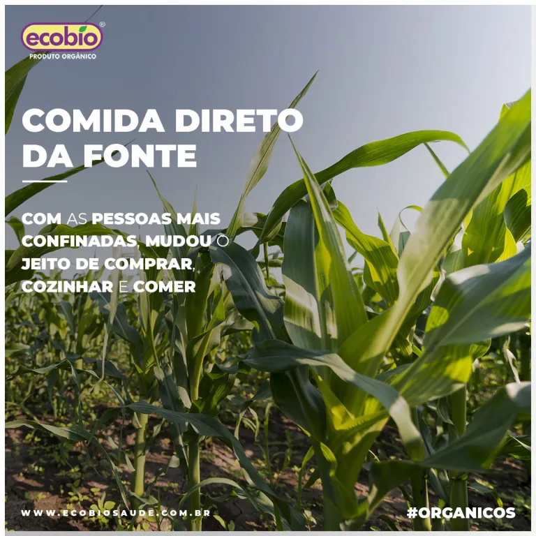 Comida direto da fonte
